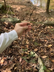 Aureolaria virginica