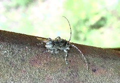 Lophopogonius crinitus