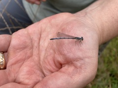 Ischnura perparva