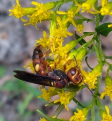 Cerceris bicornuta