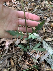 Aureolaria virginica