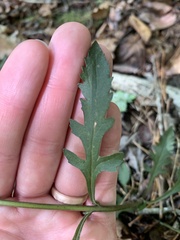 Aureolaria virginica