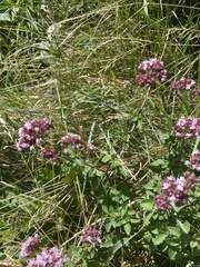 Origanum vulgare