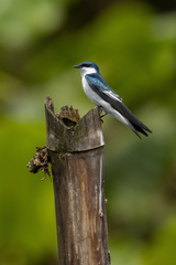 Tachycineta albiventer