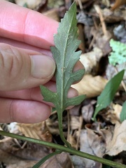 Aureolaria virginica