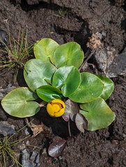 Nuphar variegata