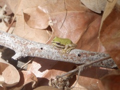 Pseudacris hypochondriaca