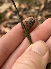 Aureolaria virginica