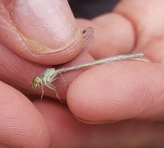 Ischnura perparva