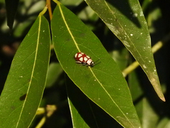 Omophoita magniguttis