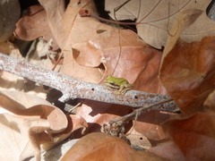 Pseudacris hypochondriaca