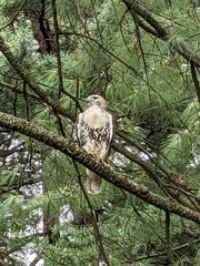 Buteo jamaicensis