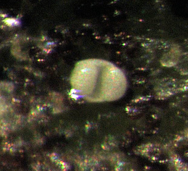 Uromycladium image