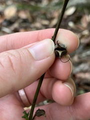 Aureolaria virginica