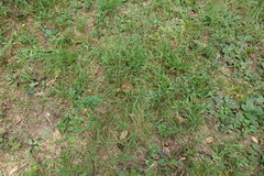 Boletinellus merulioides