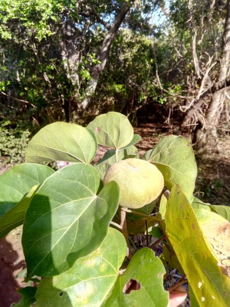 Thespesia gummiflua