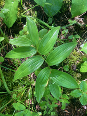 Streptopus lanceolatus