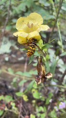 Milesia virginiensis