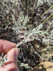 Rhopalomyia obovata