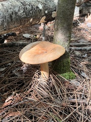 Lactarius helvus