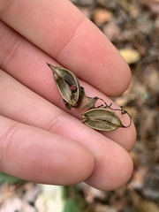 Aureolaria virginica