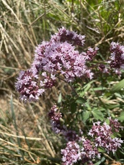 Origanum vulgare