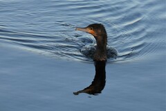Phalacrocorax carbo sinensis