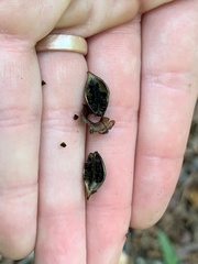 Aureolaria virginica