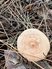 Lactarius helvus