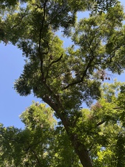 Carya illinoinensis