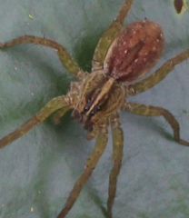 Tigrosa helluo