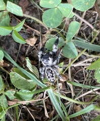 Phidippus otiosus