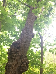 Acer platanoides