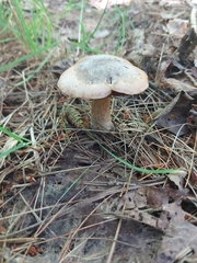Laccaria bicolor