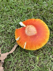 Amanita jacksonii