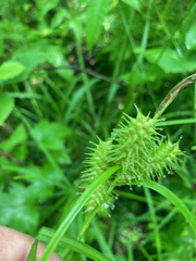 Carex retrorsa