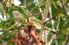 Vireo gilvus