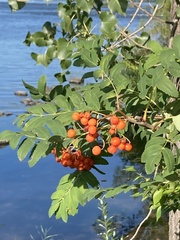 Sorbus aucuparia