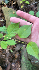 Celastrus orbiculatus