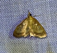 Crocidophora tuberculalis