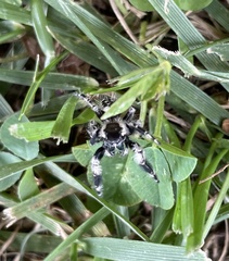 Phidippus otiosus
