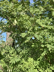 Sorbus aucuparia