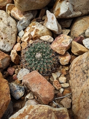 Mammillaria meiacantha