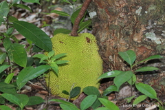 Artocarpus
