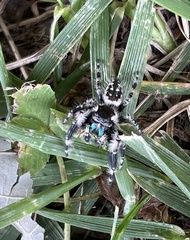Phidippus otiosus