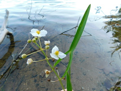 Sagittaria graminea