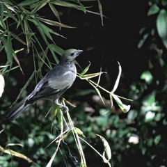 Thraupis palmarum
