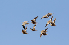 Pterocles exustus erlangeri