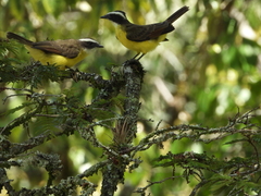 Myiozetetes cayanensis