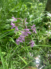 Platanthera psycodes